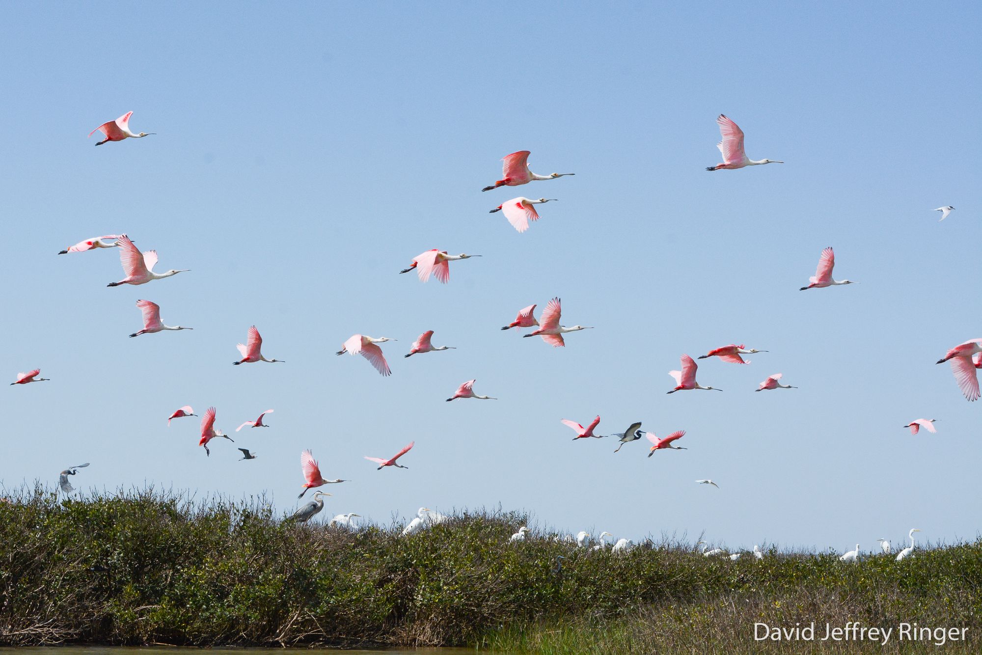 30 bright pink Roseate Spoonbills fly into a blue sky above a small green island where herons and egrets are perched.