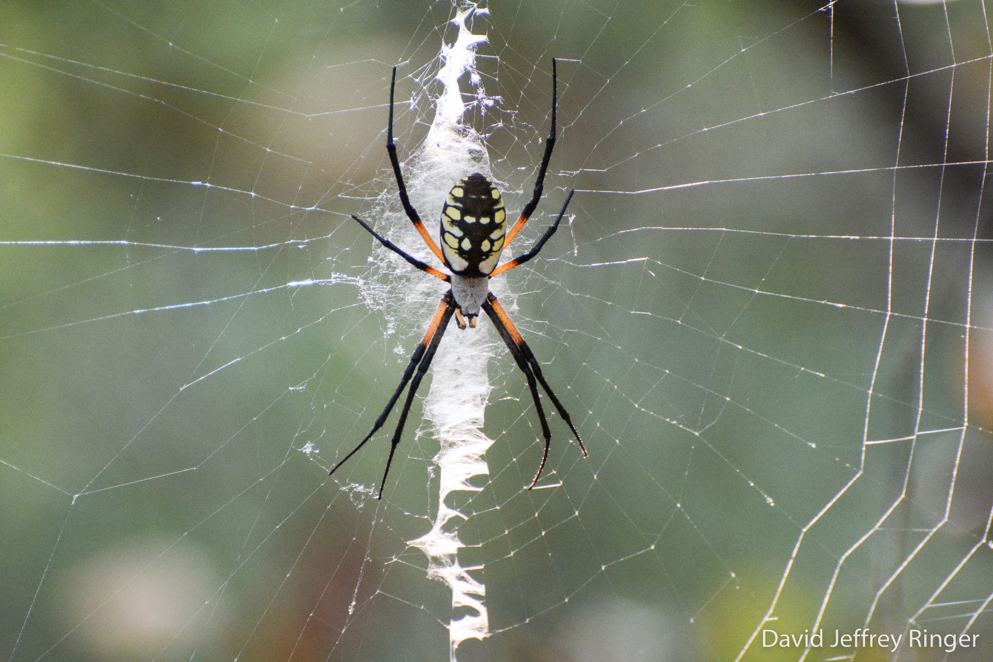 A very large, multicolored spider hanging in a wheel-shaped web.