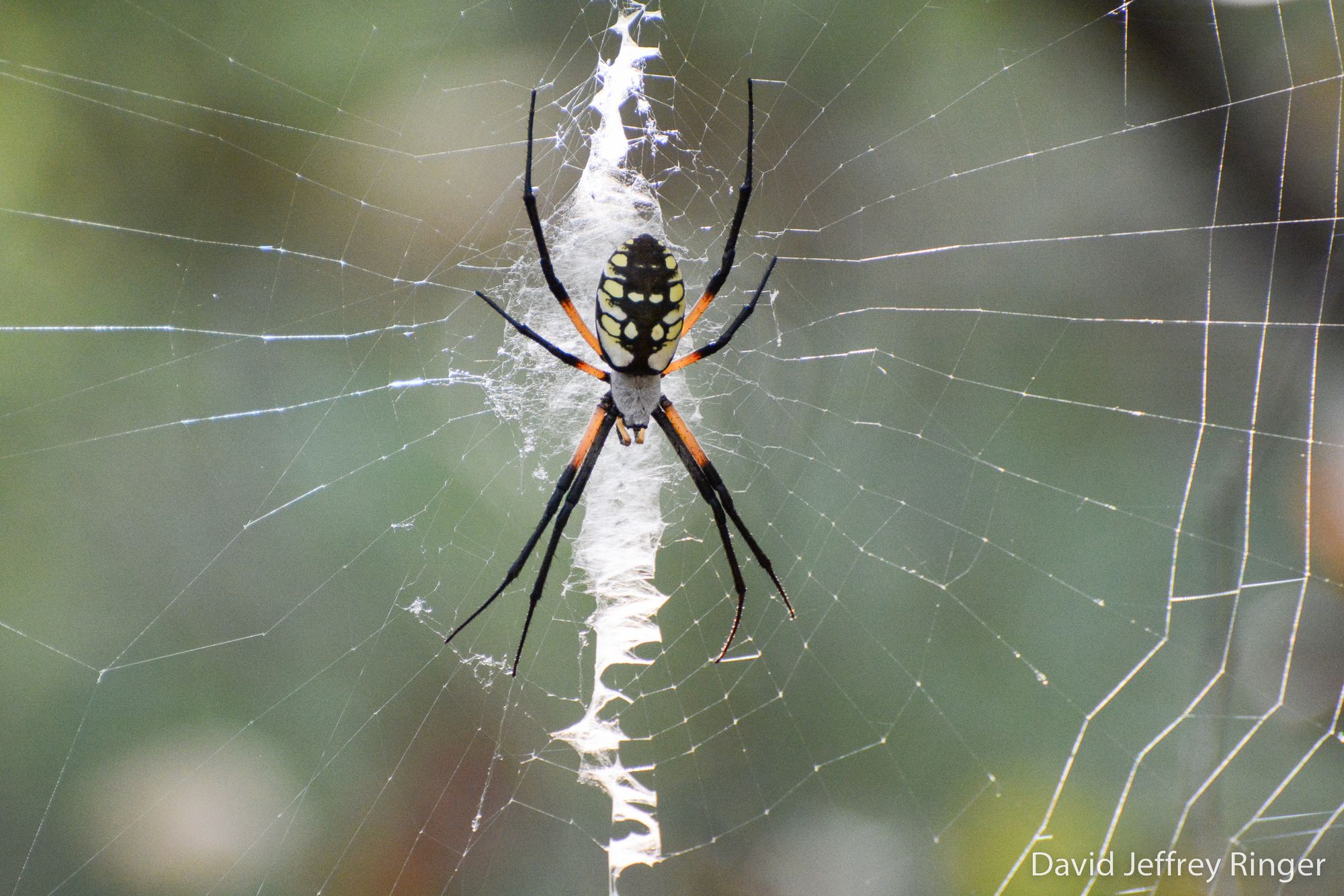 On Spider Biodiversity, My Arachnophobia, and Our Place in the Universe