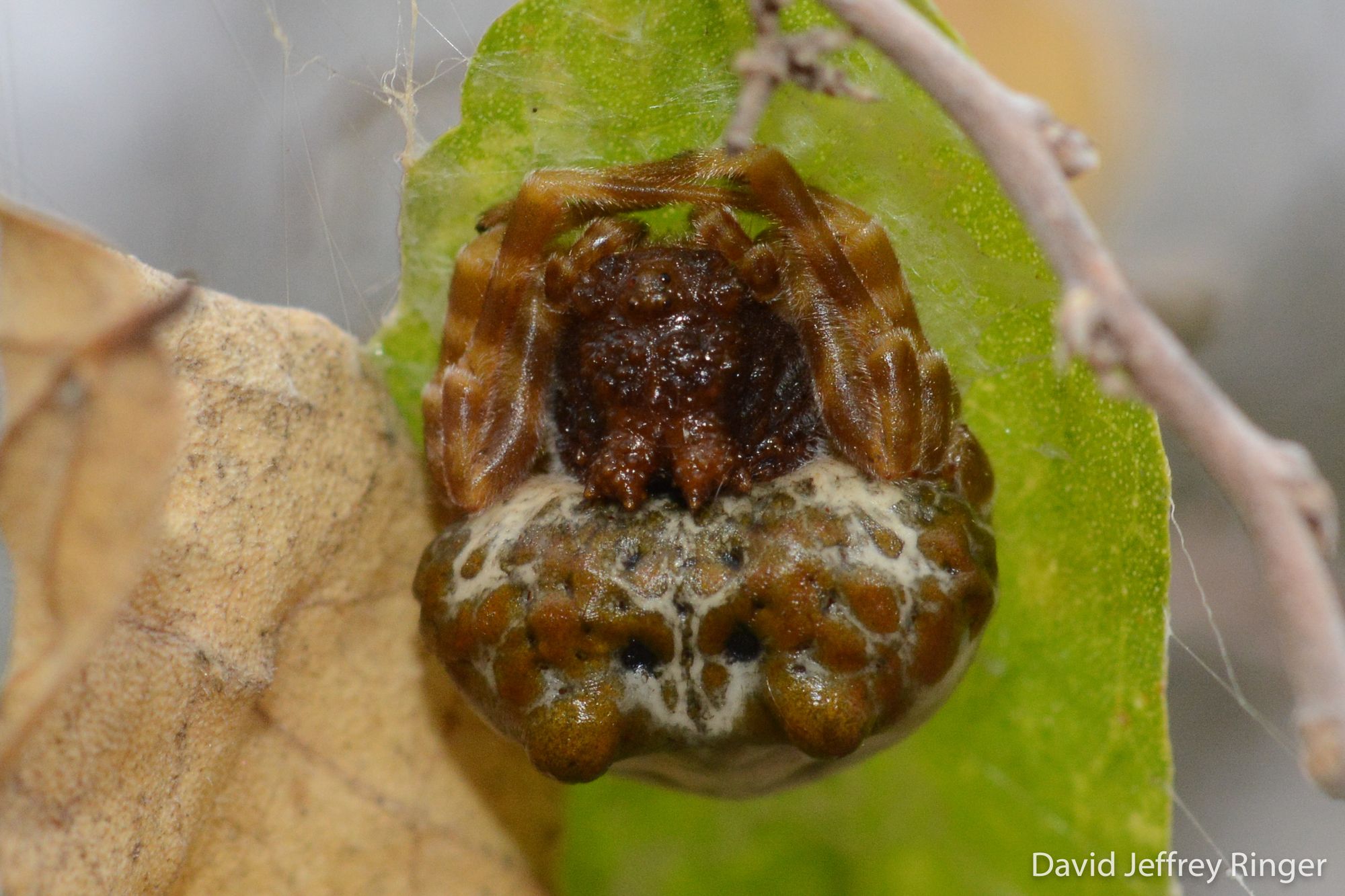 On Spider Biodiversity, My Arachnophobia, and Our Place in the Universe