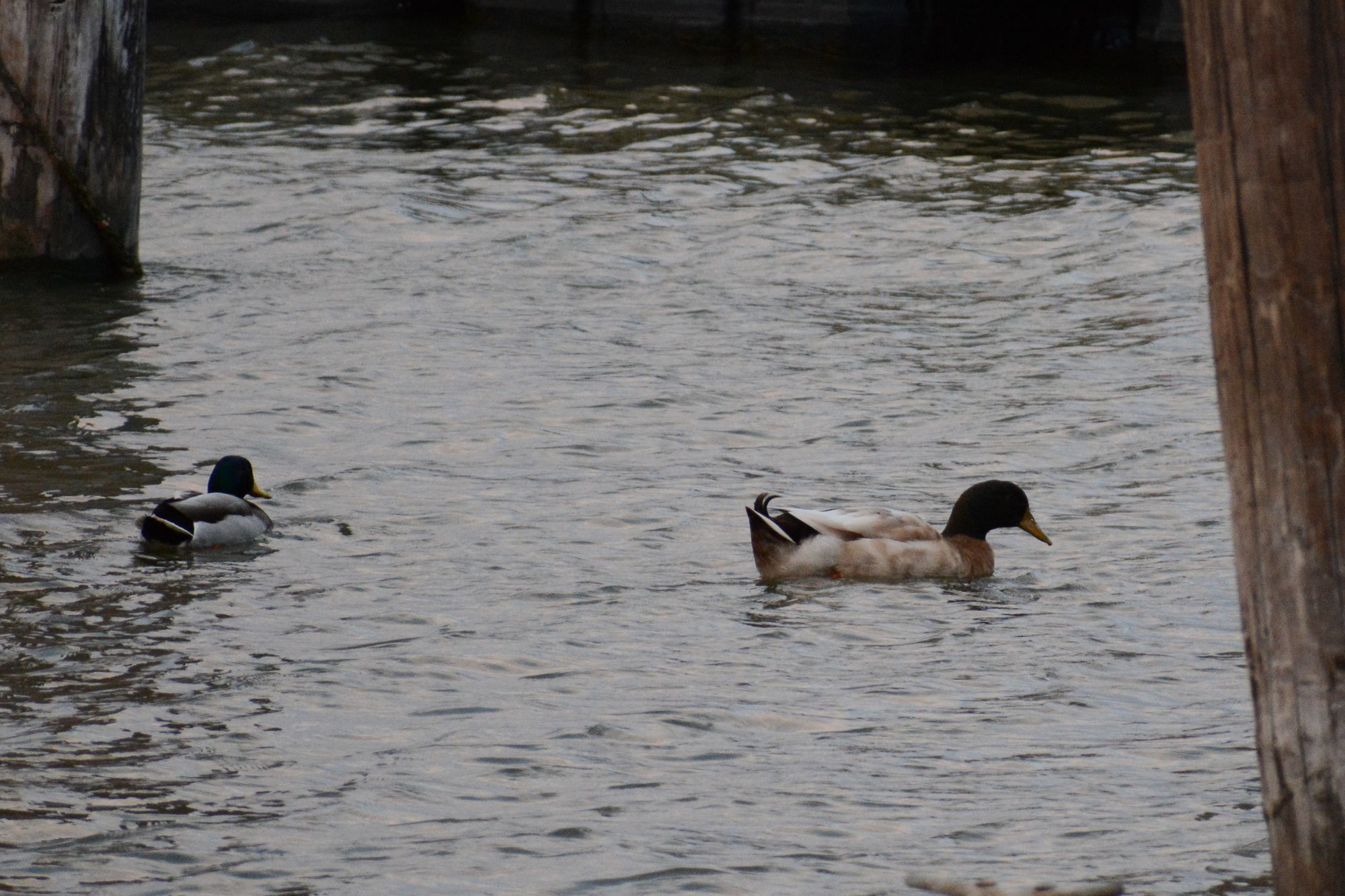 Did NYC's Celebrity Redhead Duck Find Mallard Love?