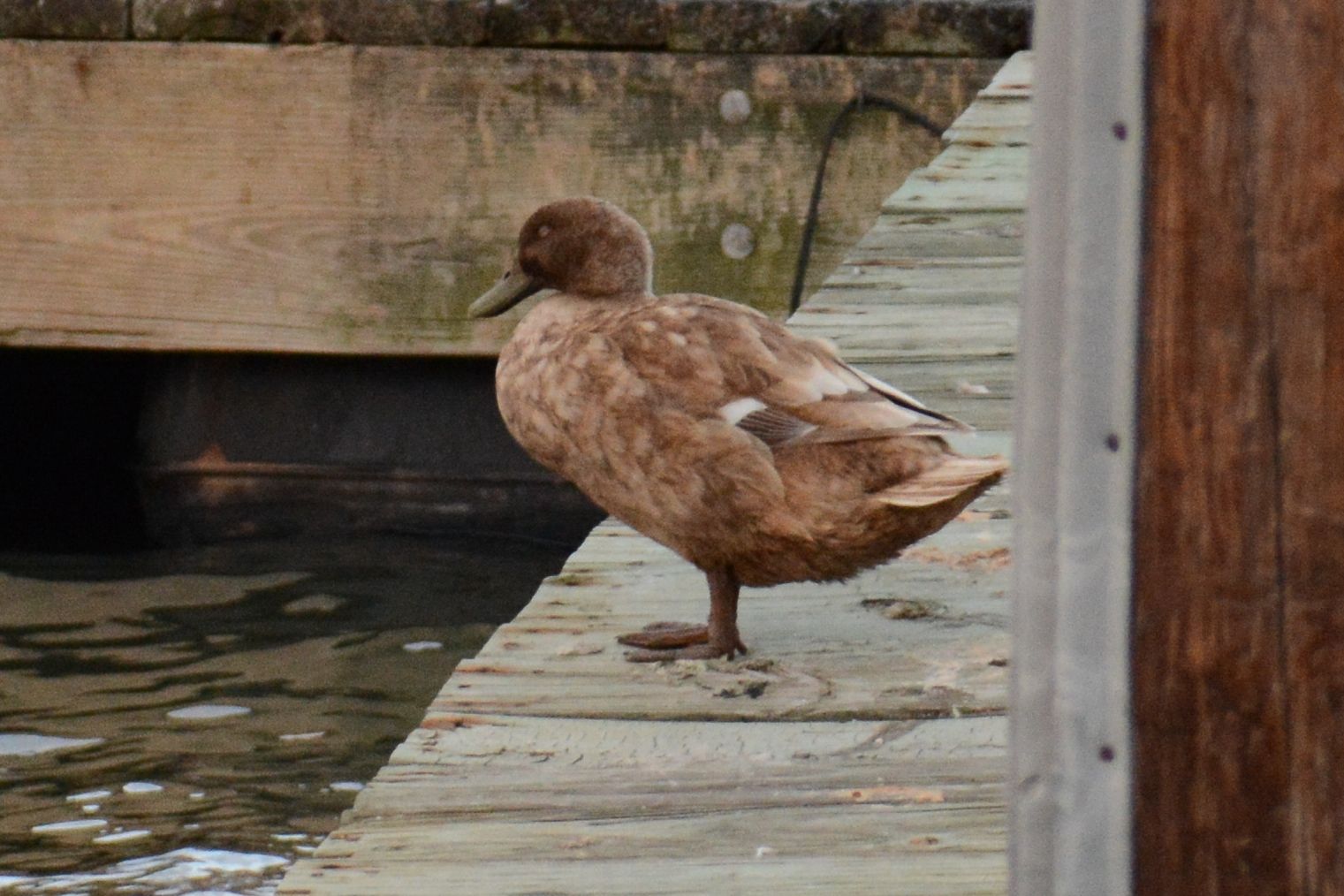 Did NYC's Celebrity Redhead Duck Find Mallard Love?