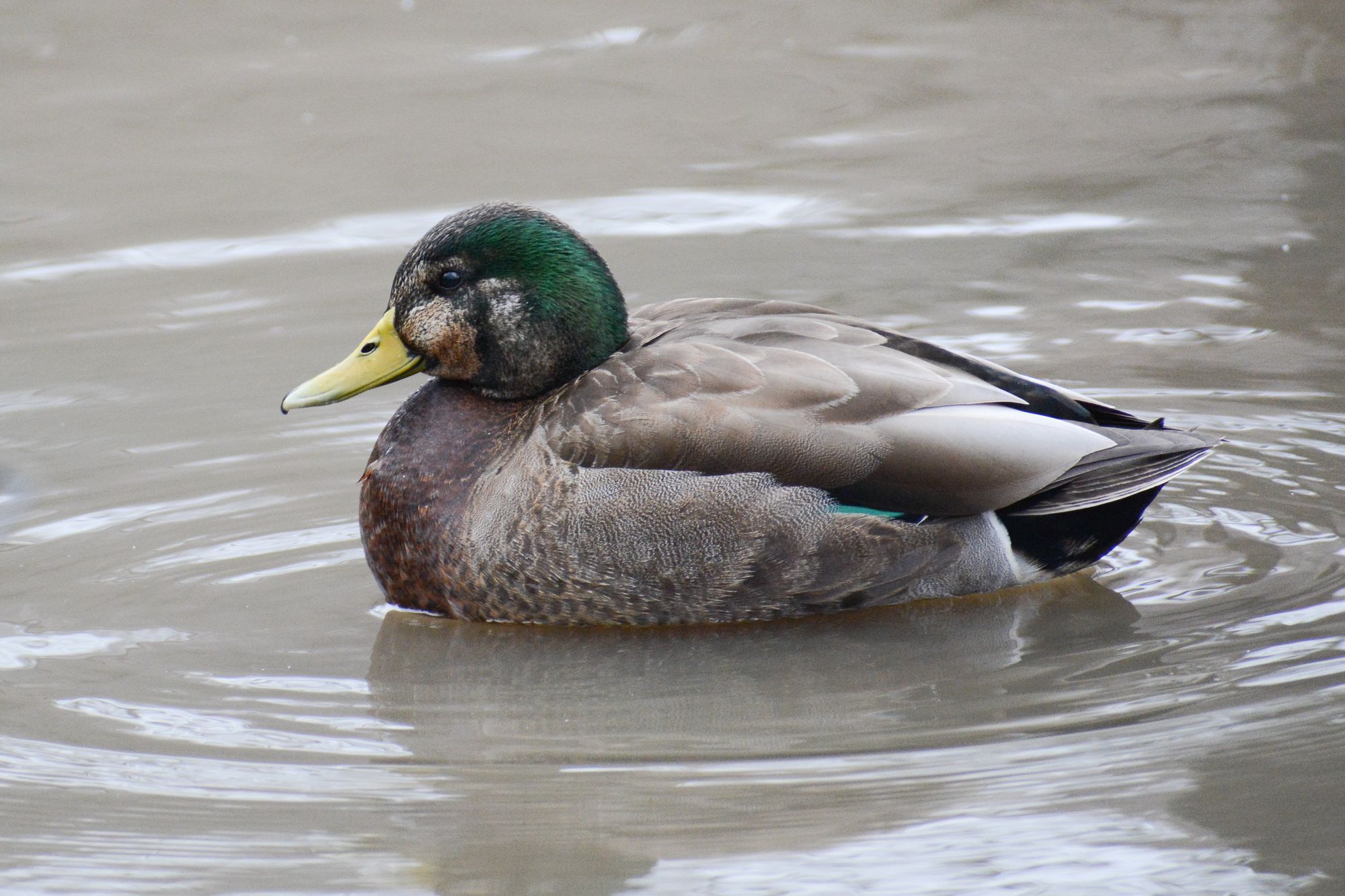 Did NYC's Celebrity Redhead Duck Find Mallard Love?