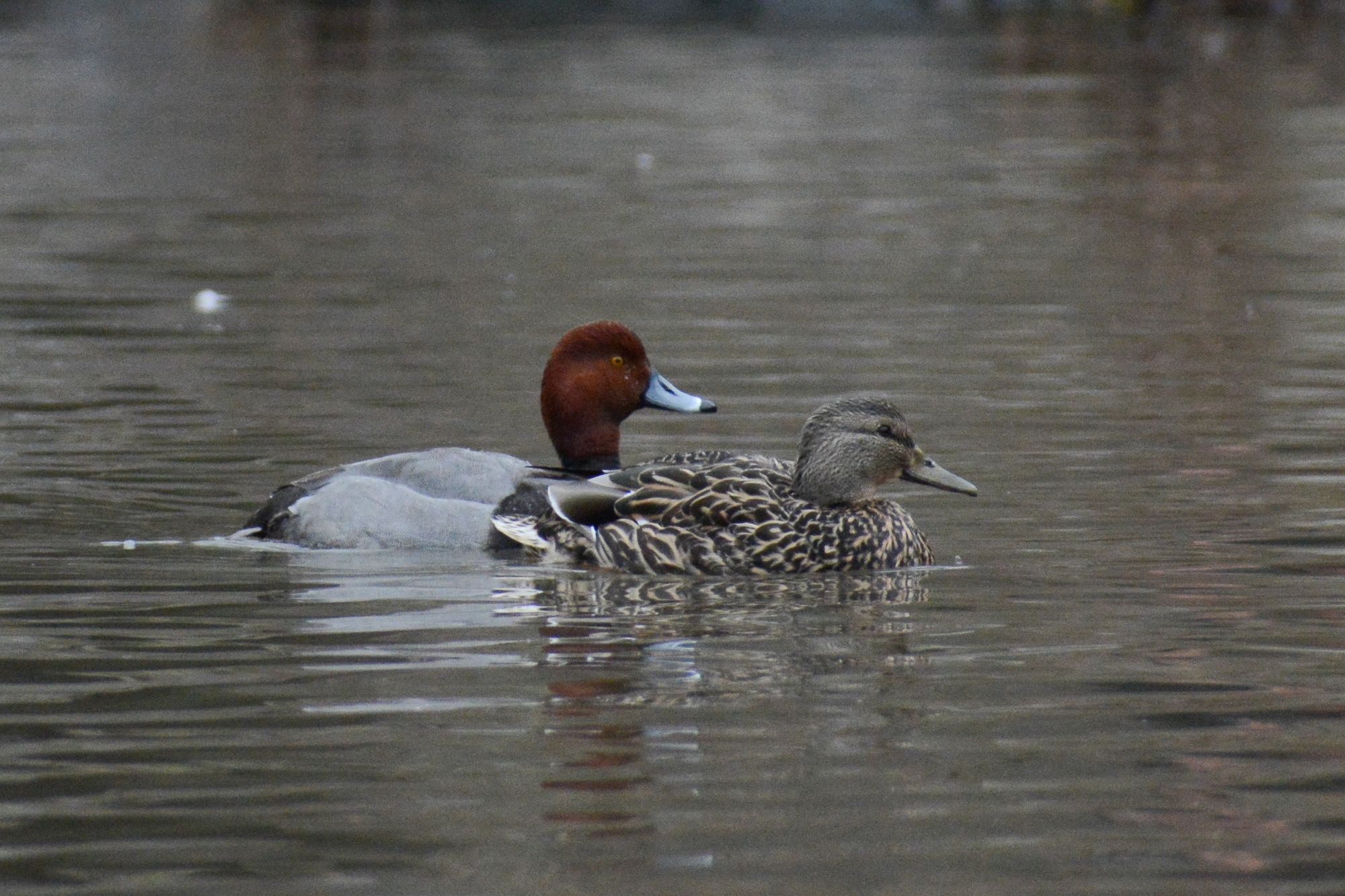 Did NYC's Celebrity Redhead Duck Find Mallard Love?