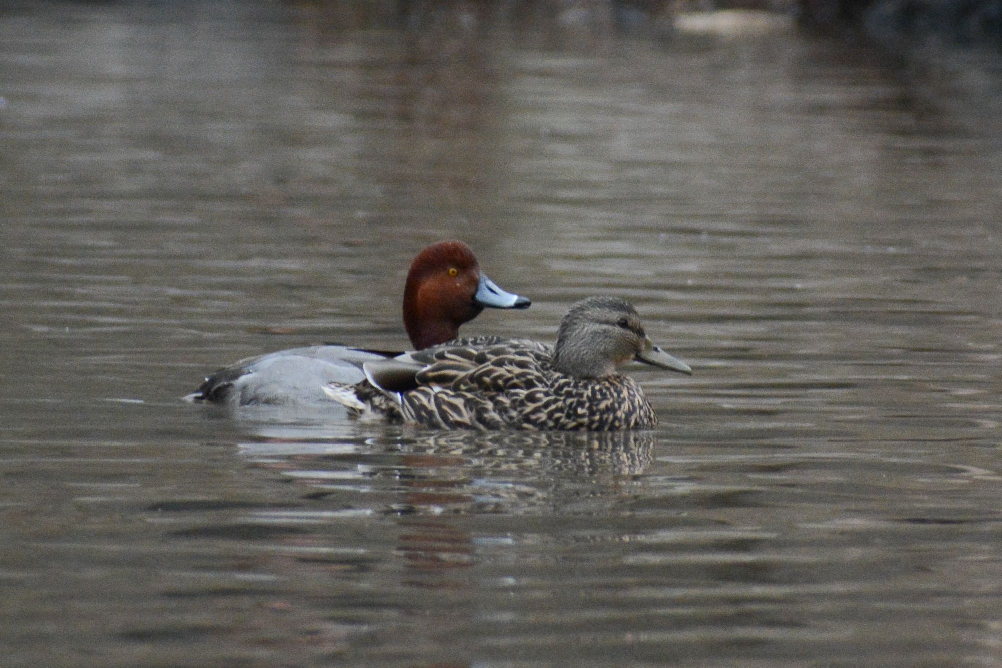 Did NYC's Celebrity Redhead Duck Find Mallard Love?