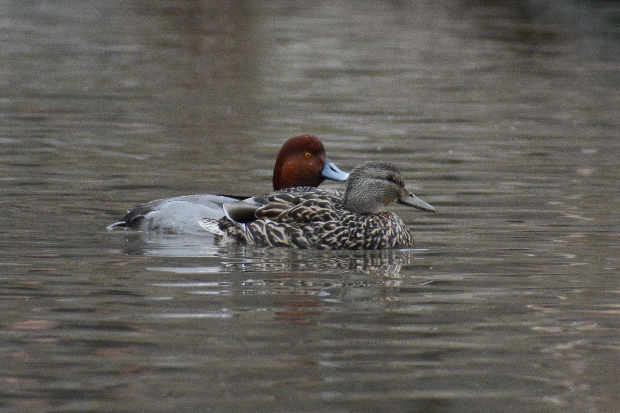 Did NYC's Celebrity Redhead Duck Find Mallard Love?