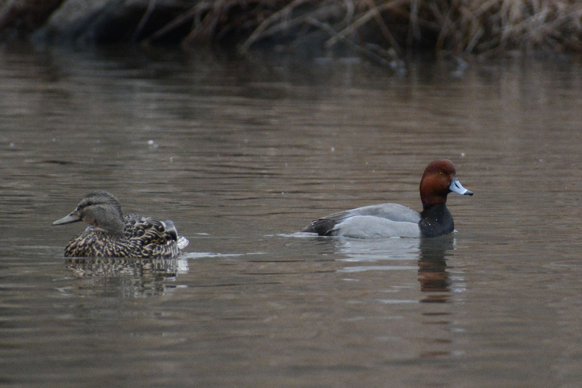 Did NYC's Celebrity Redhead Duck Find Mallard Love?