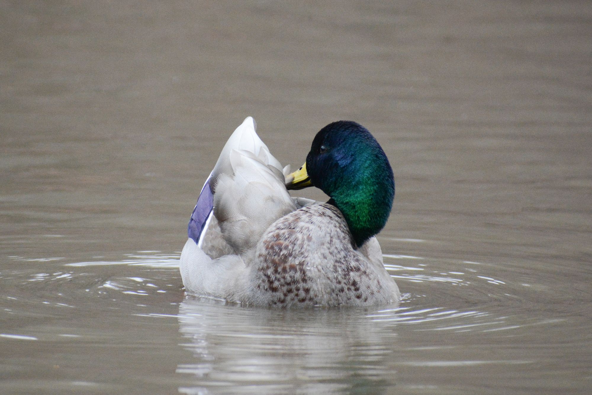 Did NYC's Celebrity Redhead Duck Find Mallard Love?