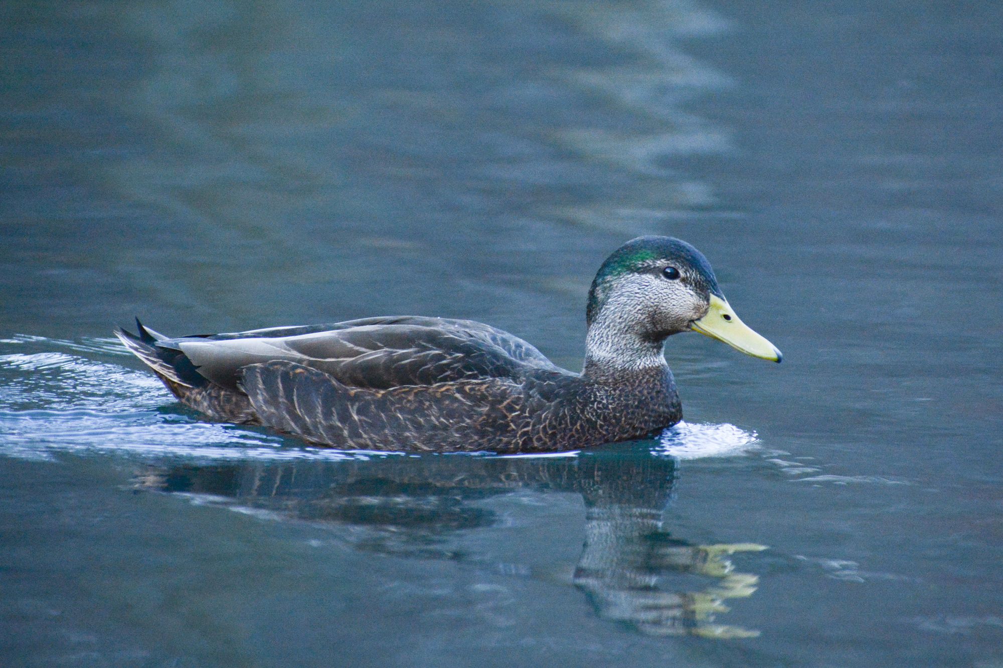 Did NYC's Celebrity Redhead Duck Find Mallard Love?