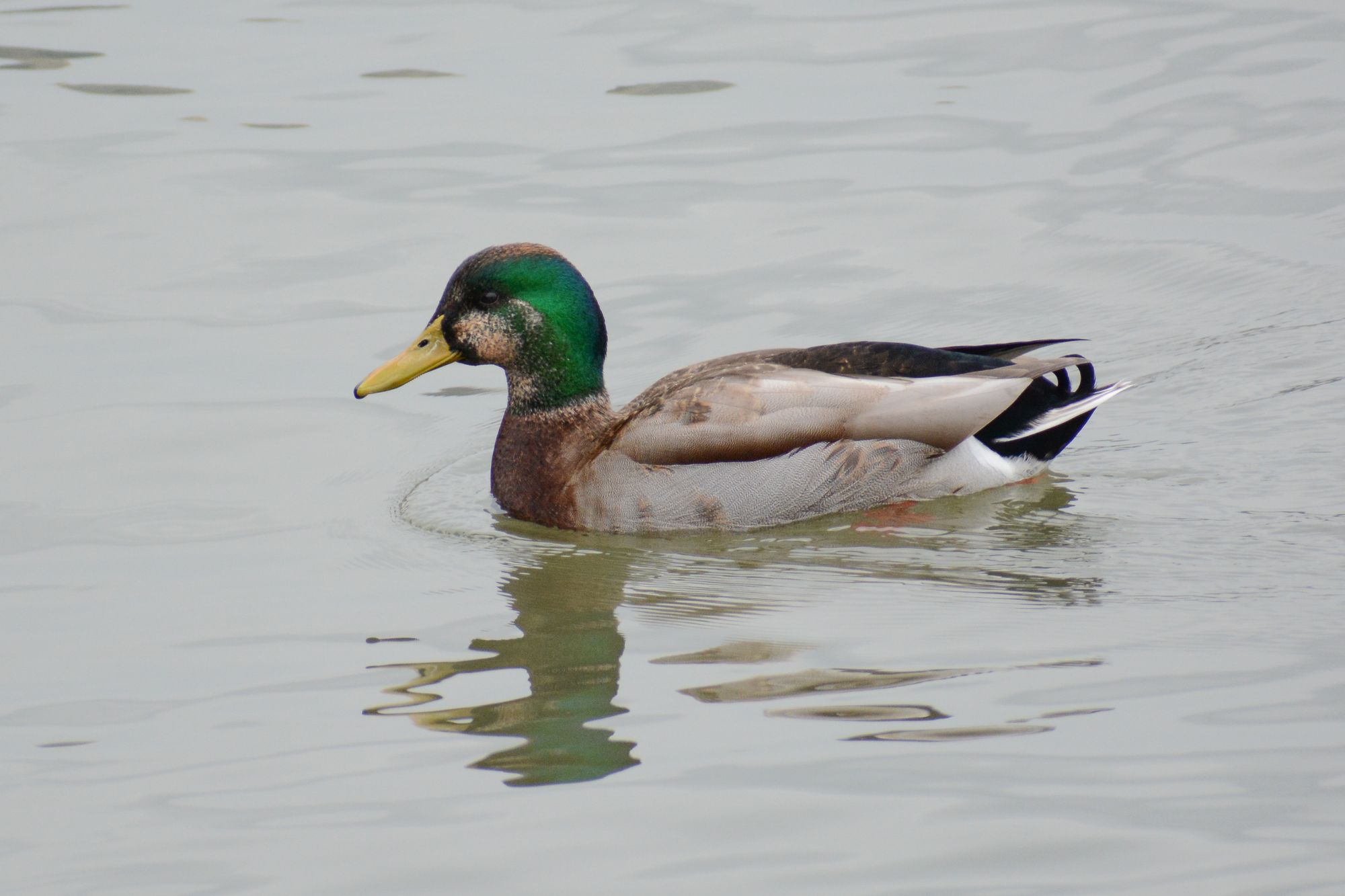 Did NYC's Celebrity Redhead Duck Find Mallard Love?