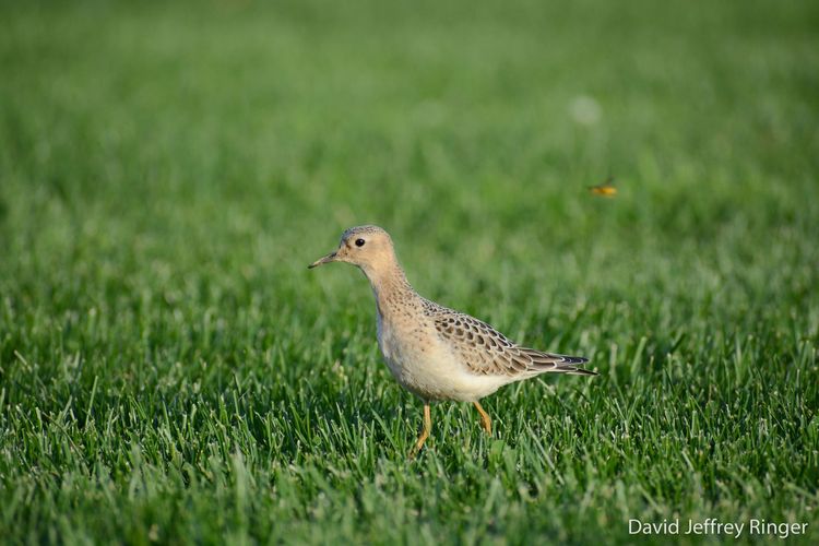 A small, light brown Buff-breasted Sandpiper walks on green grass.