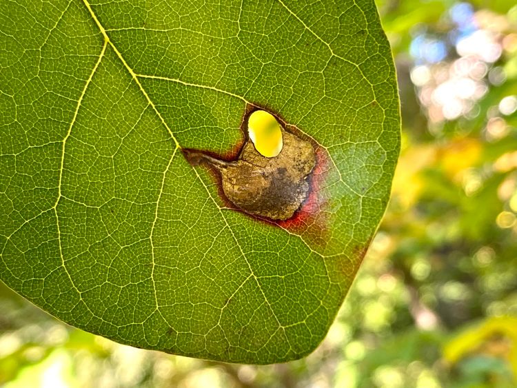 On a green leaf, there is a small brown patch with an oval-shaped hole cut in it—an empty leaf mine.