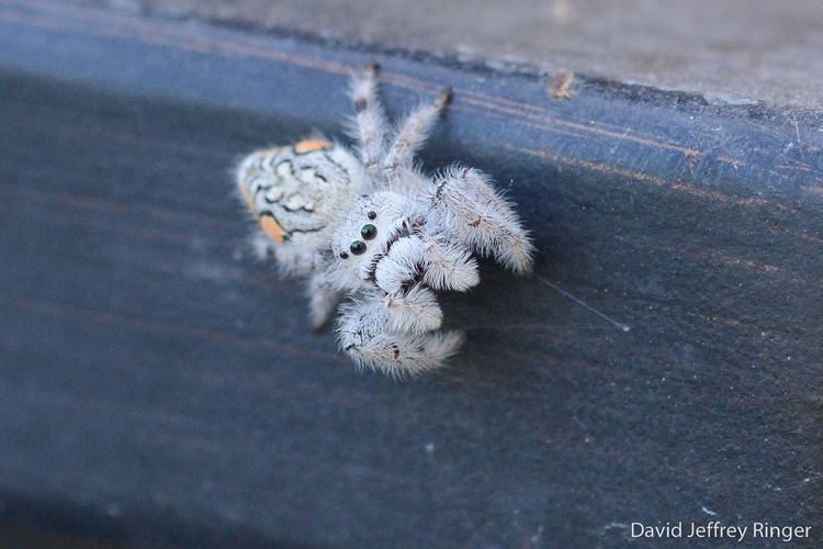 A large white jumping spider looks into the camera lens.