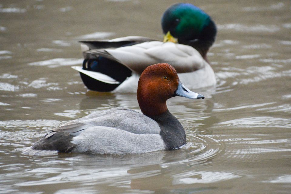 A male Redhead duck (Aythya americana) swims in front of a male Mallard duck (Anas platyrhynchos).